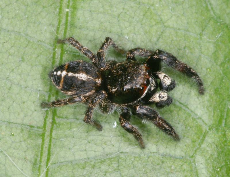 Pellenes_tripunctatus_D3059_Z_85_NP De Hoge Veluwe_Nederland.jpg